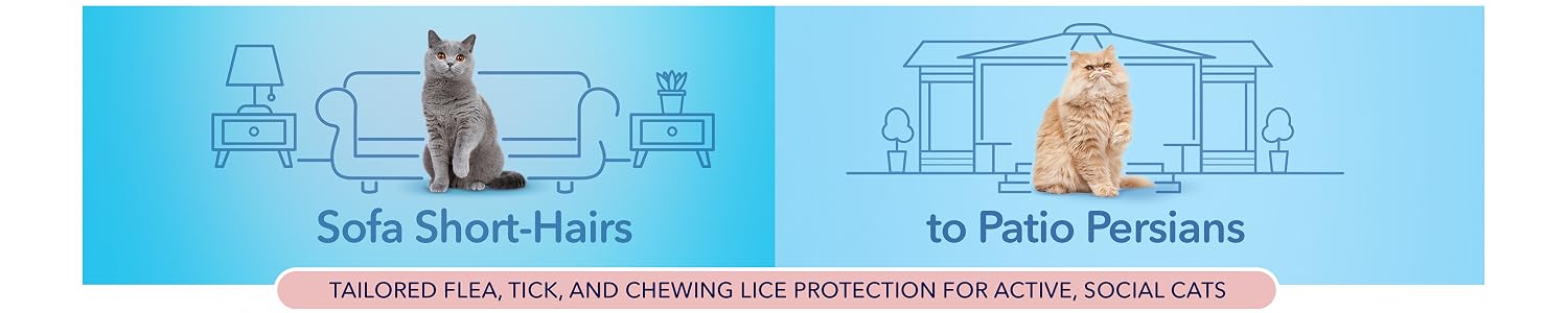 Catego — tailored flea, tick and chewing lice protection for active, social cats